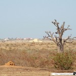 Sénégal 08 - 100310 - Brousse