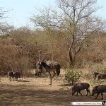 Sénégal 10 - 110310 - Réserve de Bandia - Autruche & Phacochère
