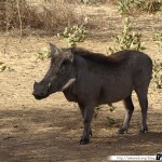 Sénégal 11 - 110310 - Réserve de Bandia - Phacochère