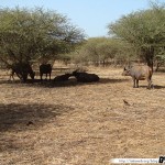 Sénégal 12 - 110310 - Réserve de Bandia - Zébu