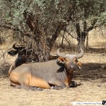 Sénégal 13 - 110310 - Réserve de Bandia - Zébu