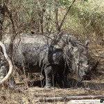Sénégal 14 - 110310 - Réserve de Bandia - Rhinocéros