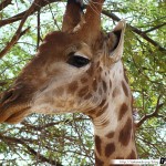 Sénégal 15 - 110310 - Réserve de Bandia - Girafe