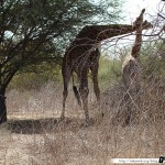 Sénégal 16 - 110310 - Réserve de Bandia - Girafe