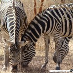 Sénégal 17 - 110310 - Réserve de Bandia - Zèbre