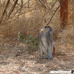 Sénégal 18 - 110310 - Réserve de Bandia - Singe Rouge