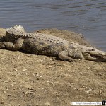 Sénégal 19 - 110310 - Réserve de Bandia - Crocodile