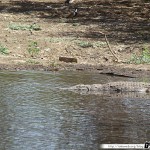 Sénégal 20 - 110310 - Réserve de Bandia - Crocodile