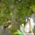 Japon Jour 10 – Kyoto 10